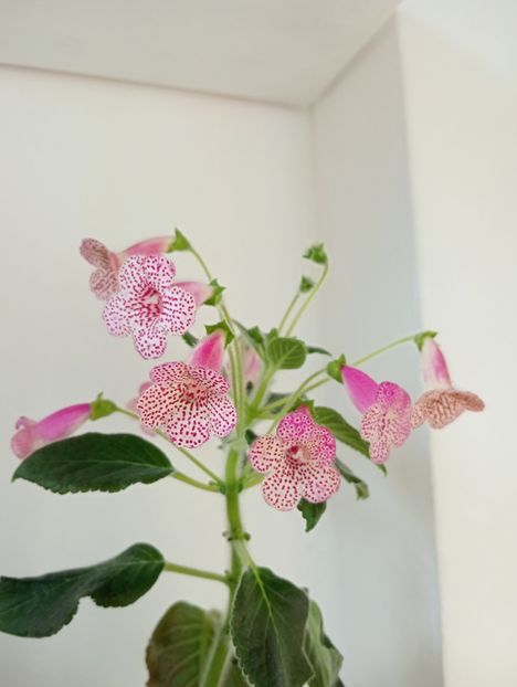  - Kohleria 4 - Ni s Lisa