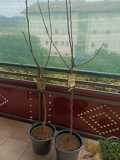  - Flori la ghiveci 2025