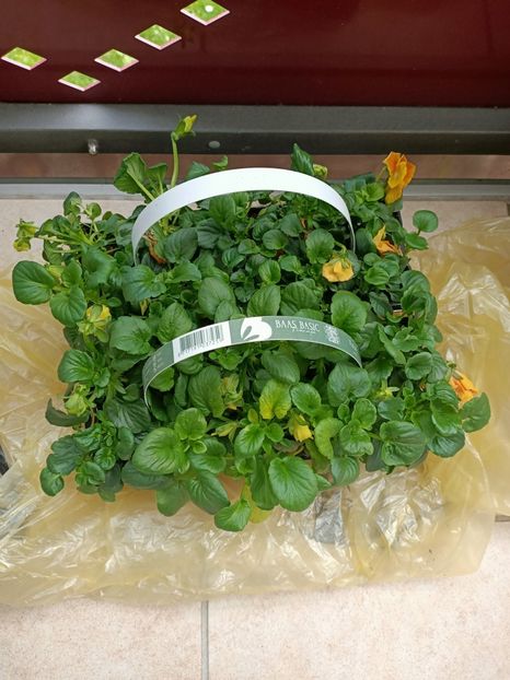  - Flori la ghiveci 2025