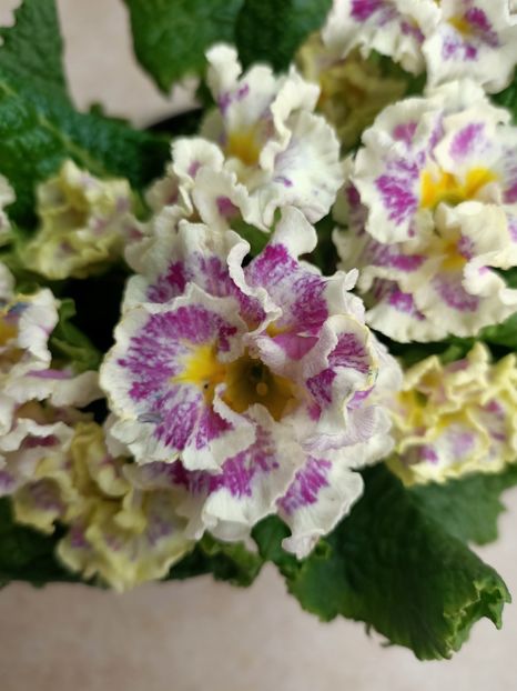  - Flori la ghiveci 2025