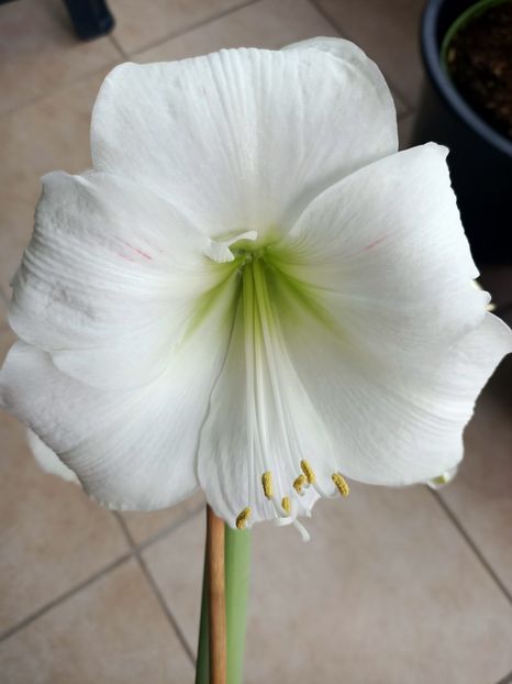  - Flori la ghiveci 2025