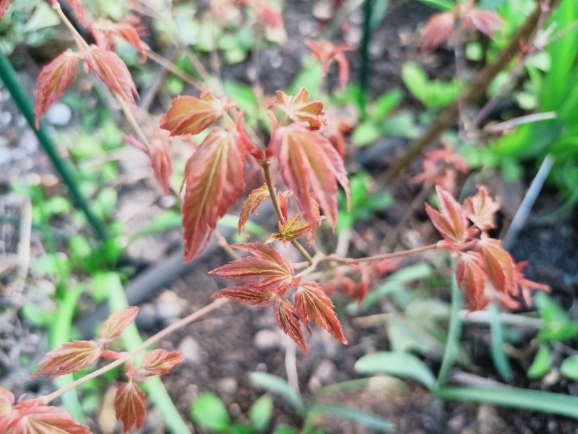 Little Princess - Grădina 2025