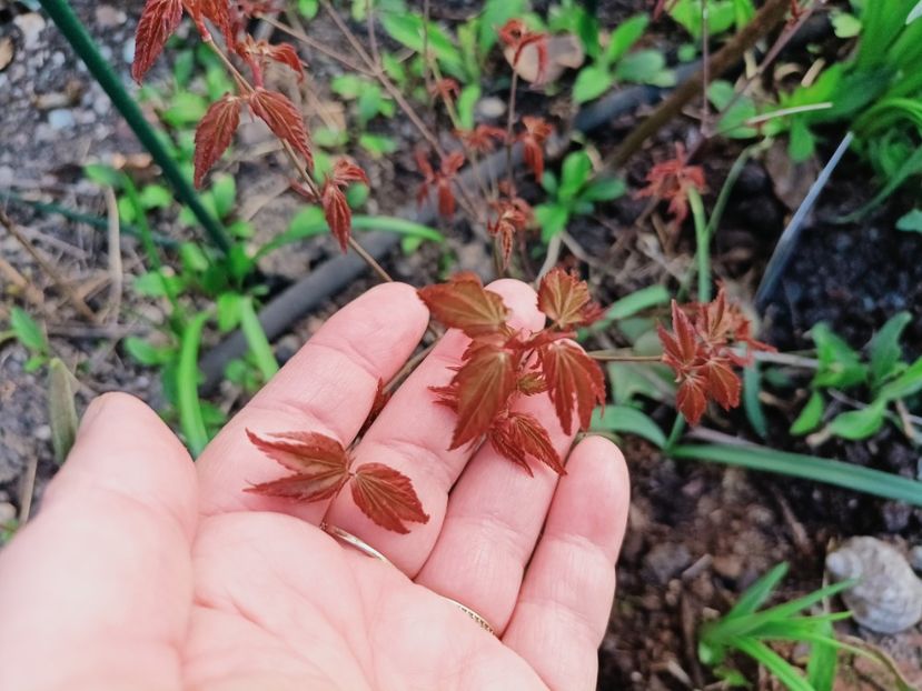 Acer Little Princess - Grădina 2025