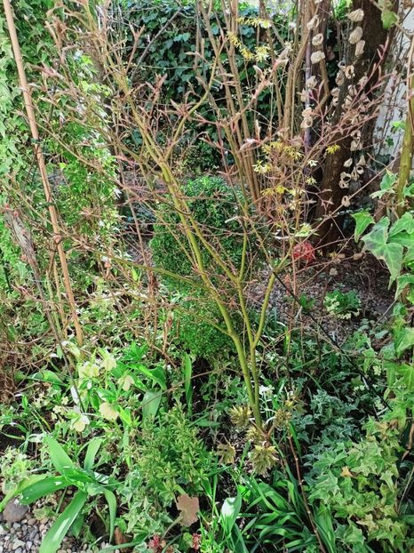 Acer Seiryu - Grădina 2025