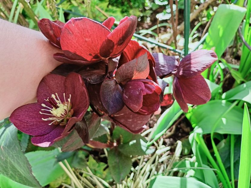 Merlot - Grădina 2025