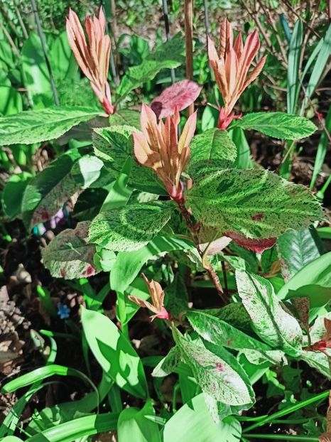 Photinia serratifolia "Pink Crispy" - Grădina 2025