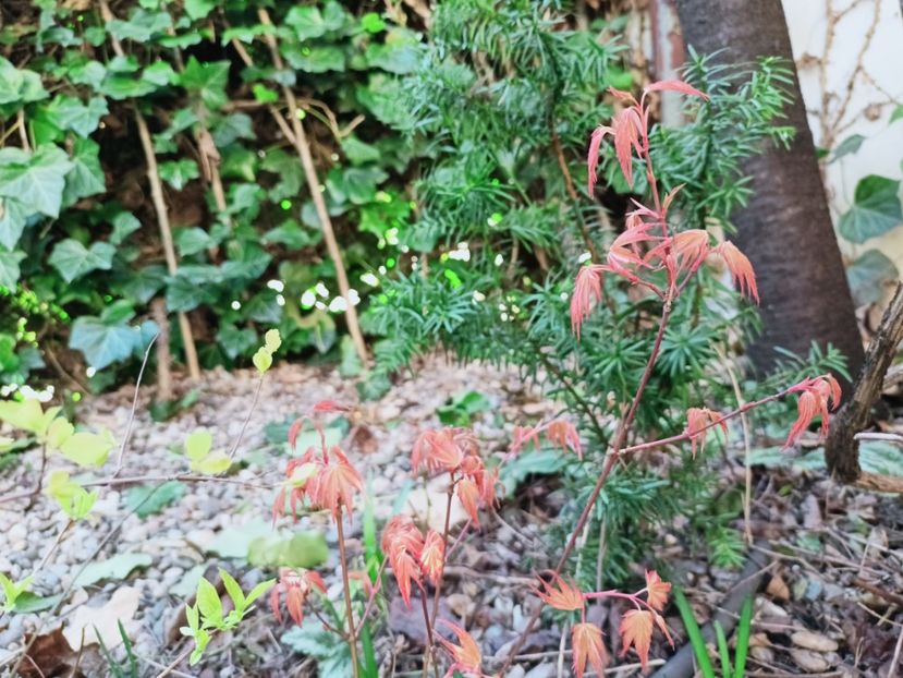 Acer palmatum Katsura - Grădina 2025