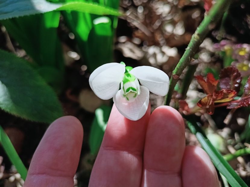 Galanthus elwesii Polar Bear - Grădina 2025