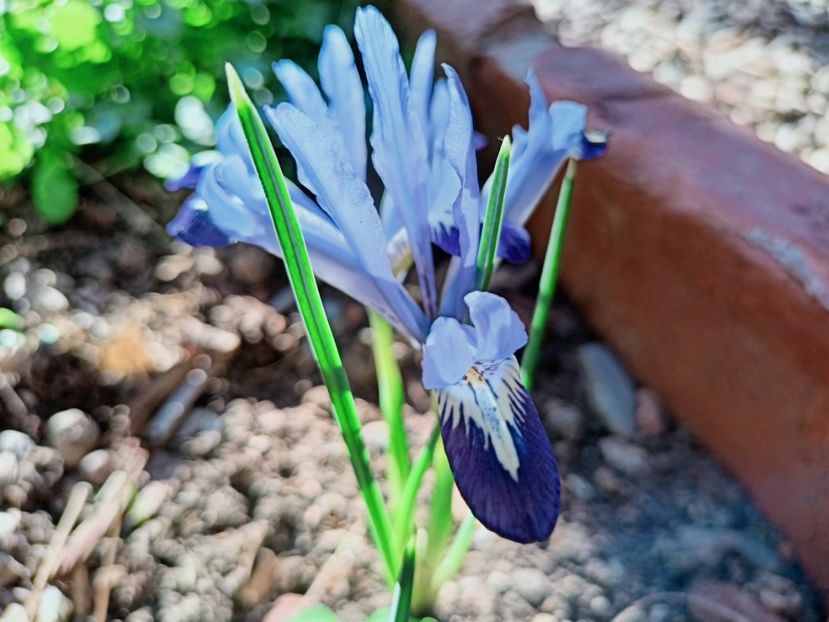 Iris reticulata - Grădina 2025