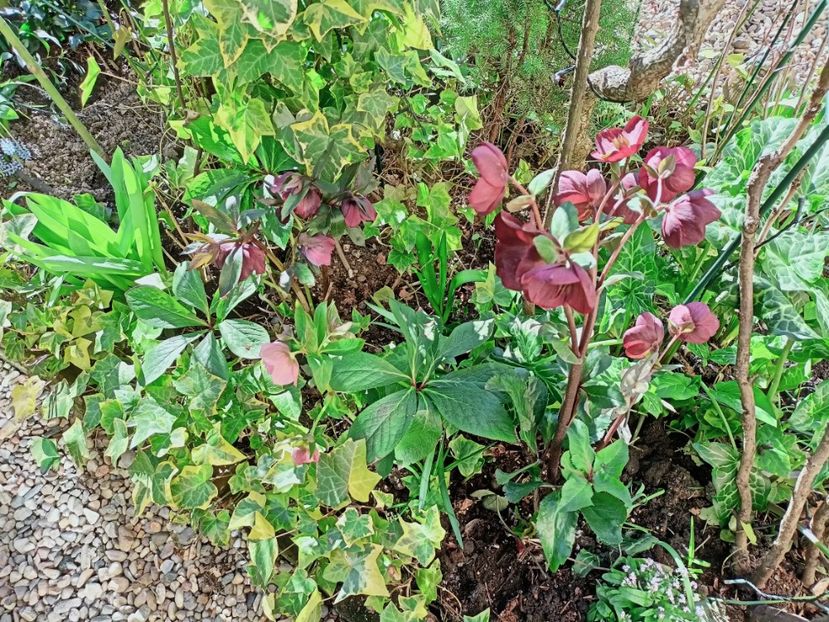 Helleborus Bennotta Ice n Roses - Grădina 2025