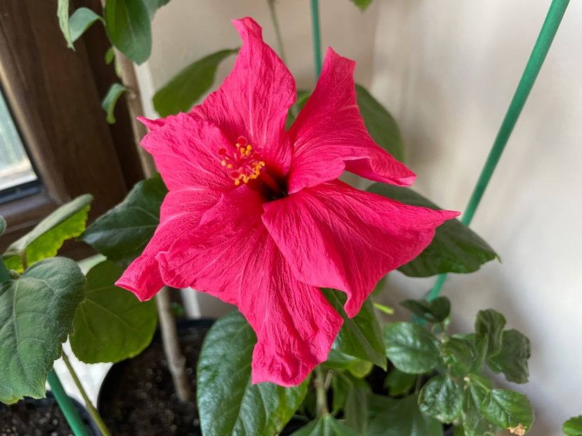  - 0006 - Hibiscusi 2025 - 1