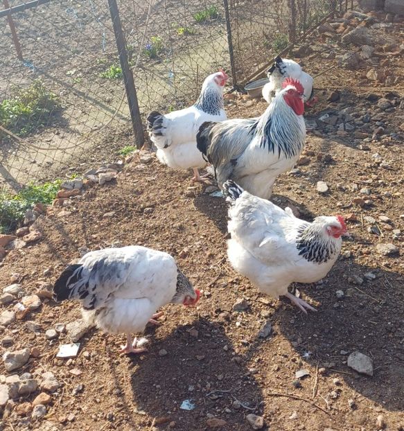 IMG-20250321-WA0001 - Gaini sussex