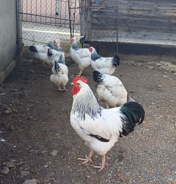 IMG-20250321-WA0000 - Gaini sussex