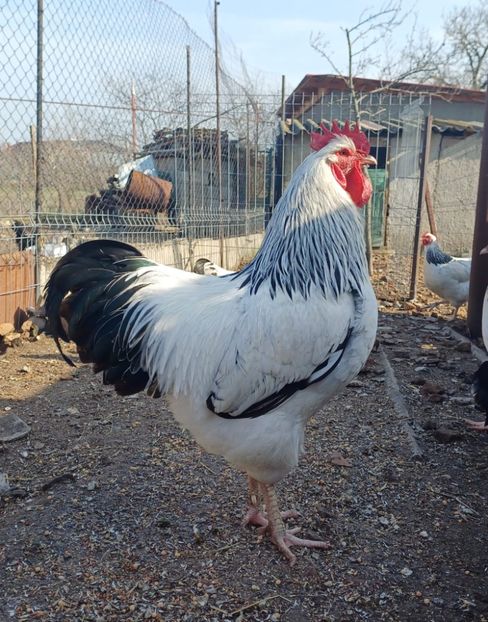 IMG-20250321-WA0004 - Gaini sussex