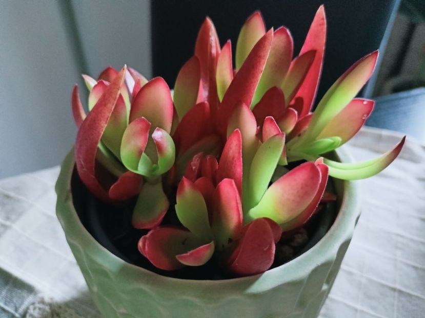 Crassula Capitella "Campfire" - Plante verzi de apartament