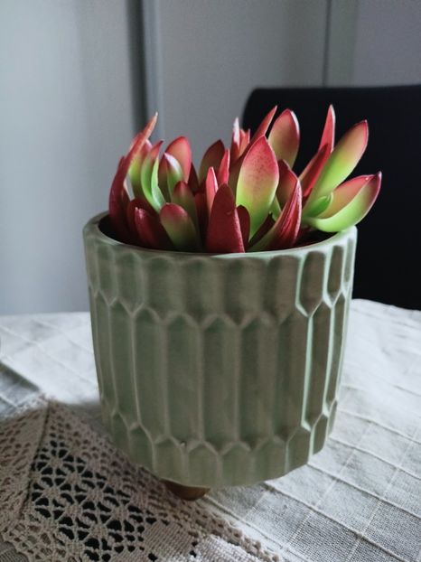  - Plante verzi de apartament