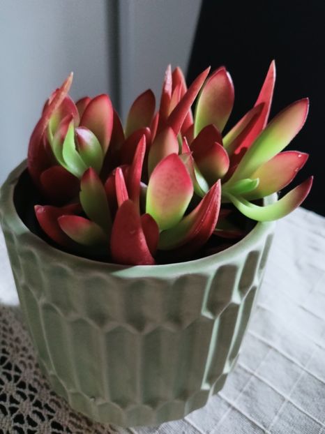  - Plante verzi de apartament