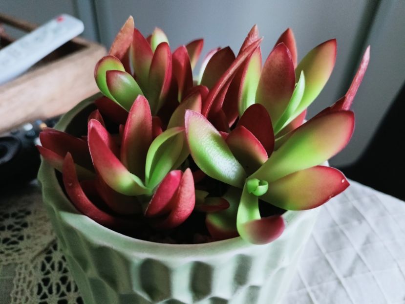  - Plante verzi de apartament