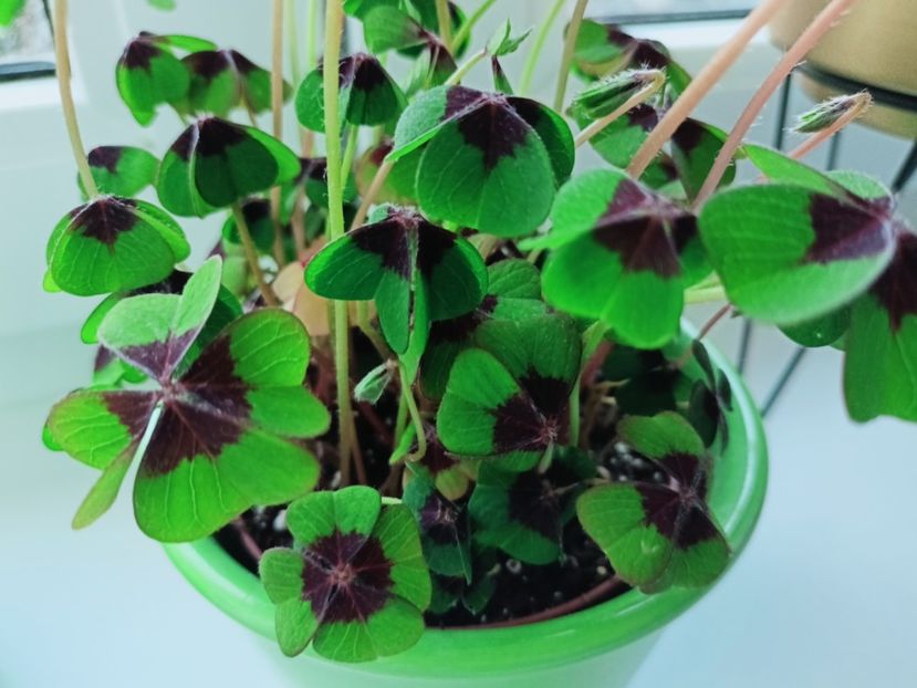  - Plante verzi de apartament