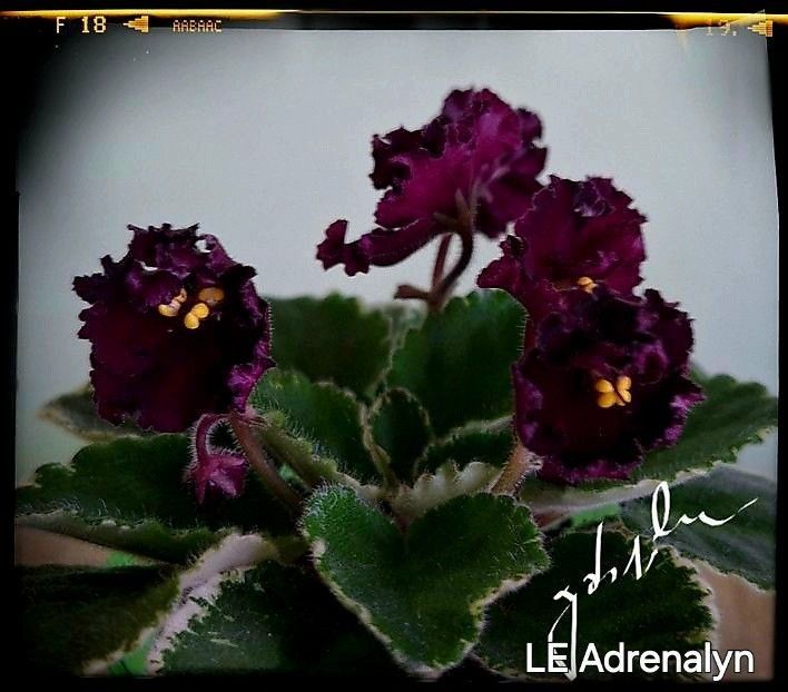 LE Adrenalyn - AA violete africane de colectie