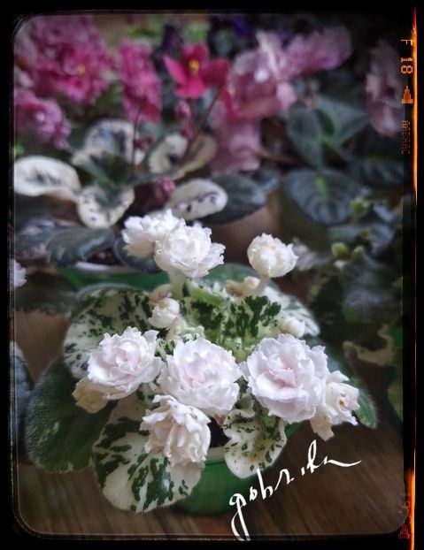 Watermelon Snow - AA violete africane de colectie