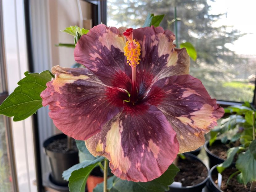  - 0006 - Hibiscusi 2025 - 1