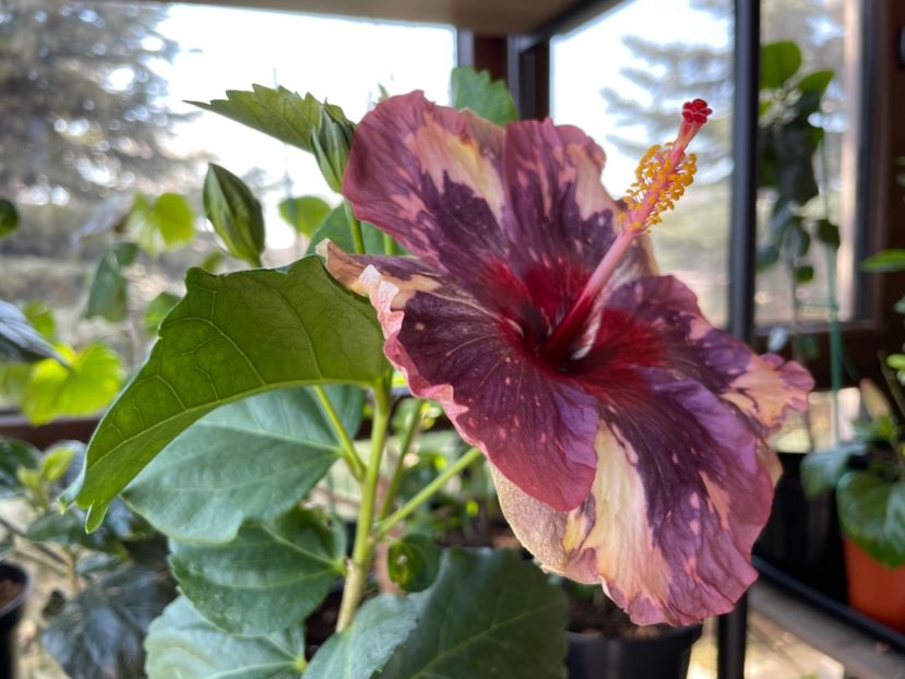  - Luv -Posog- Memories