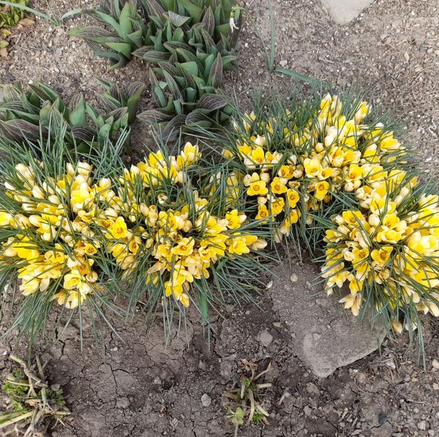  - 1111 Bucurii florale 2025