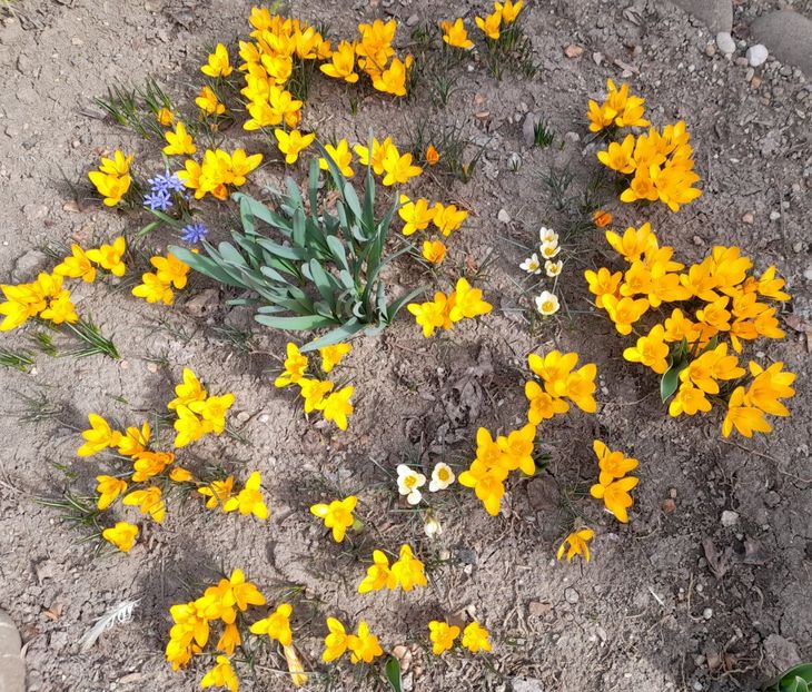  - 1111 Bucurii florale 2025