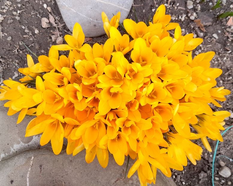 - 1111 Bucurii florale 2025