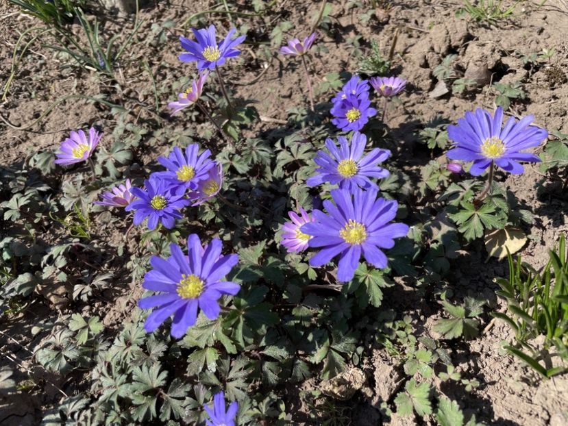  - 0005 - Gradina - 2025
