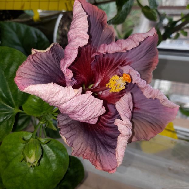  - Taiwan Formosa Blue Lotus