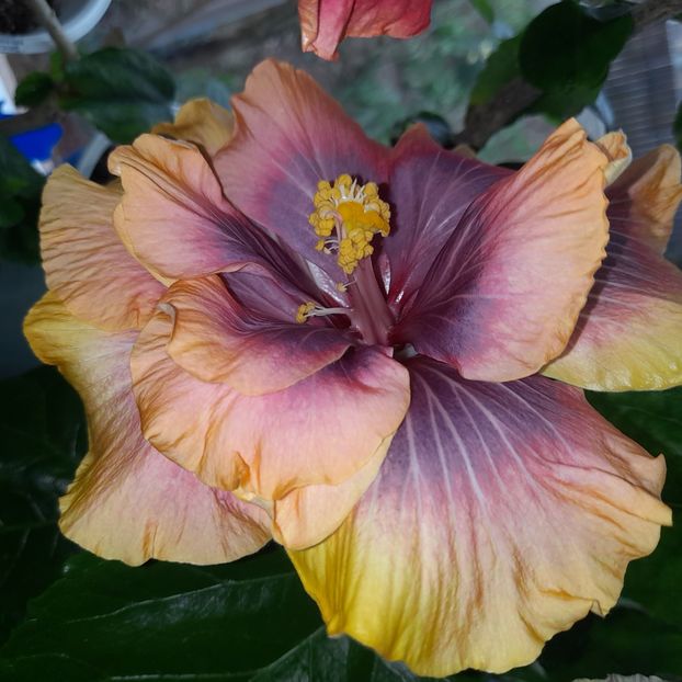  - Wind Rosa Feng Xiajunr