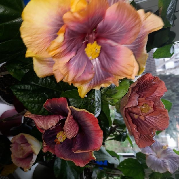  - Wind Rosa Feng Xiajunr