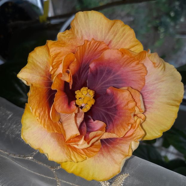  - Wind Rosa Feng Xiajunr