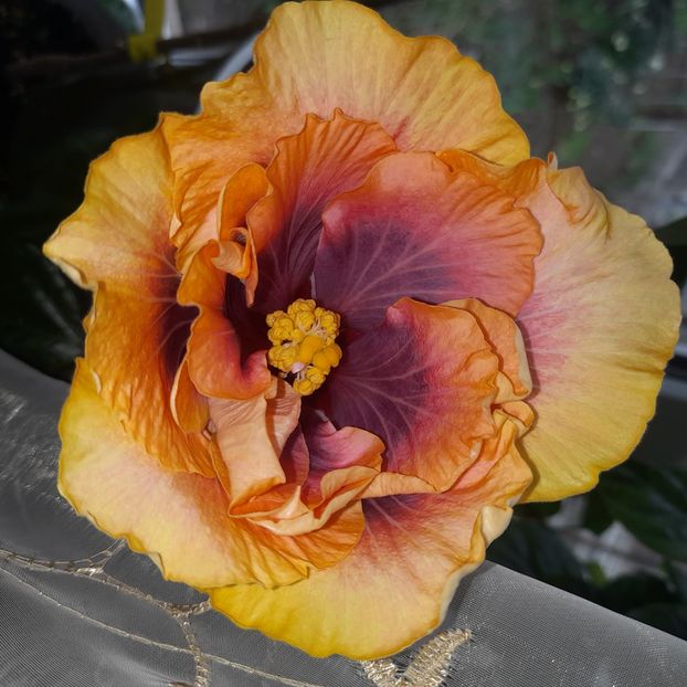  - Wind Rosa Feng Xiajunr