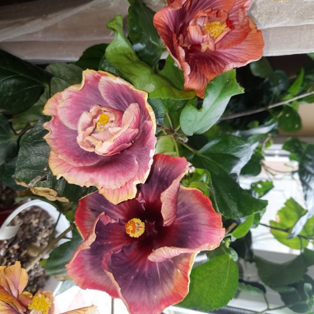  - DPs Purple Rainbow