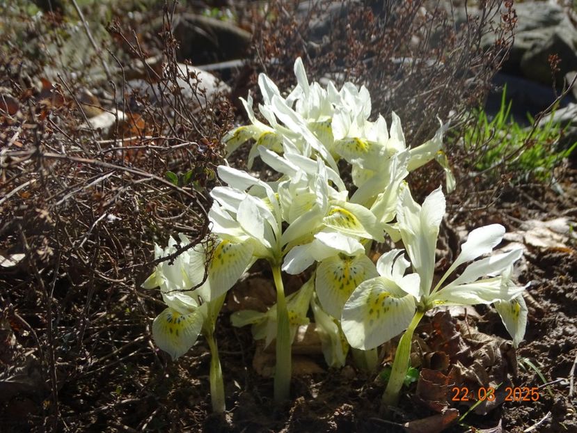  - Irisi 2025 -Dobarland