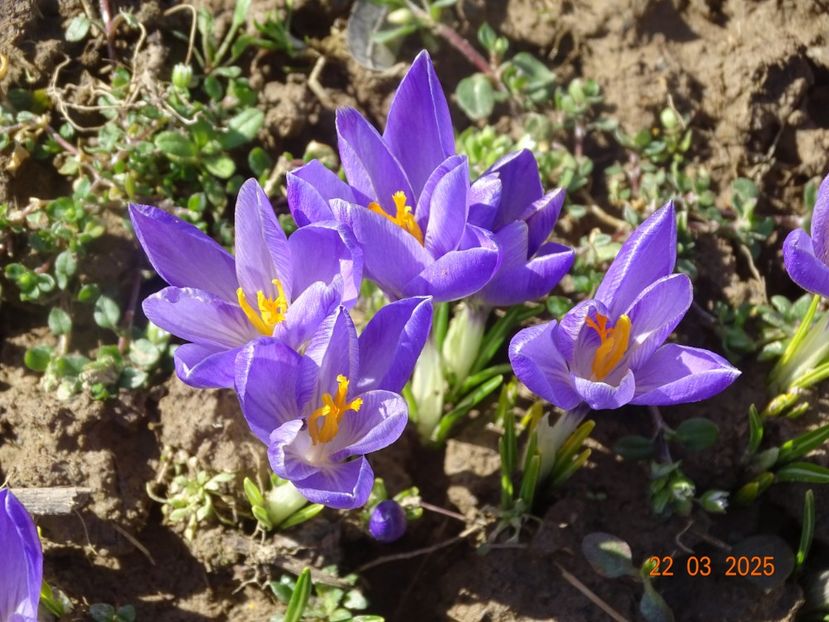 crocus Sky Blue - z-Dobarland 2025