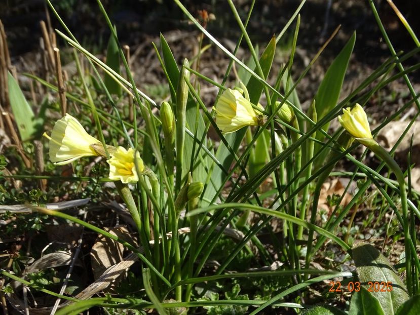 Arctic Bells - z-Dobarland 2025