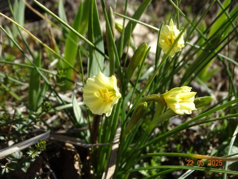 Arctic Bells - z-Dobarland 2025