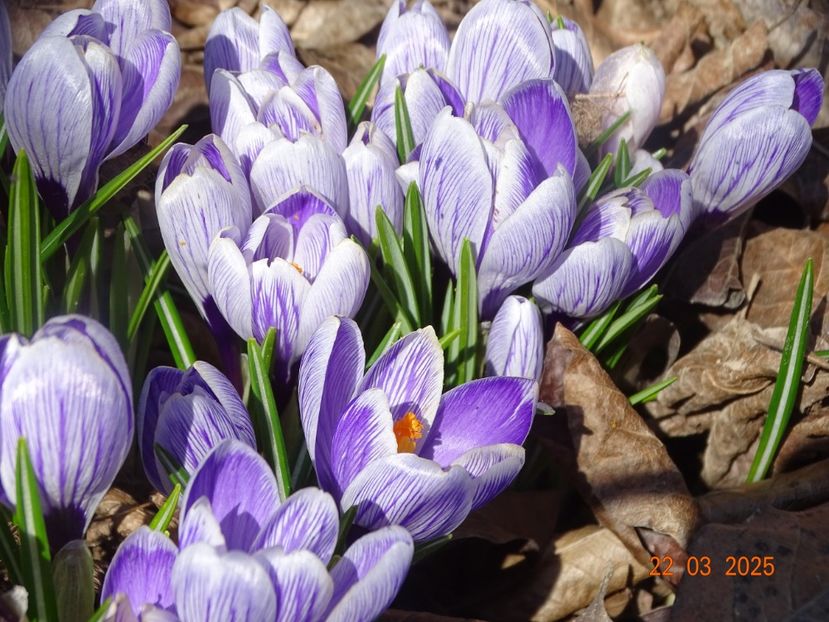 crocus Pickwick - z-Dobarland 2025
