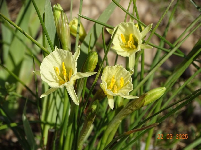 Arctic Bells - z-Dobarland 2025