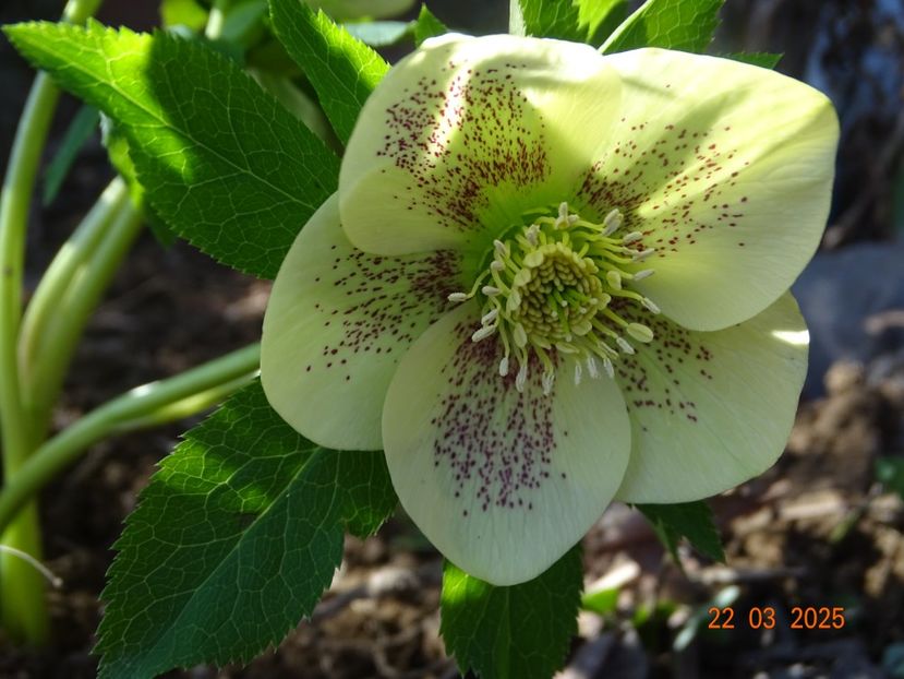 helleborus Maeva Viv - z-Dobarland 2025
