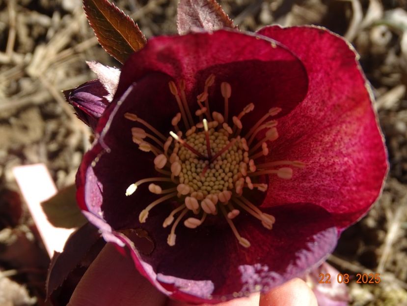 in loc de helleborus Apricot (de la egarden) - z-Dobarland 2025