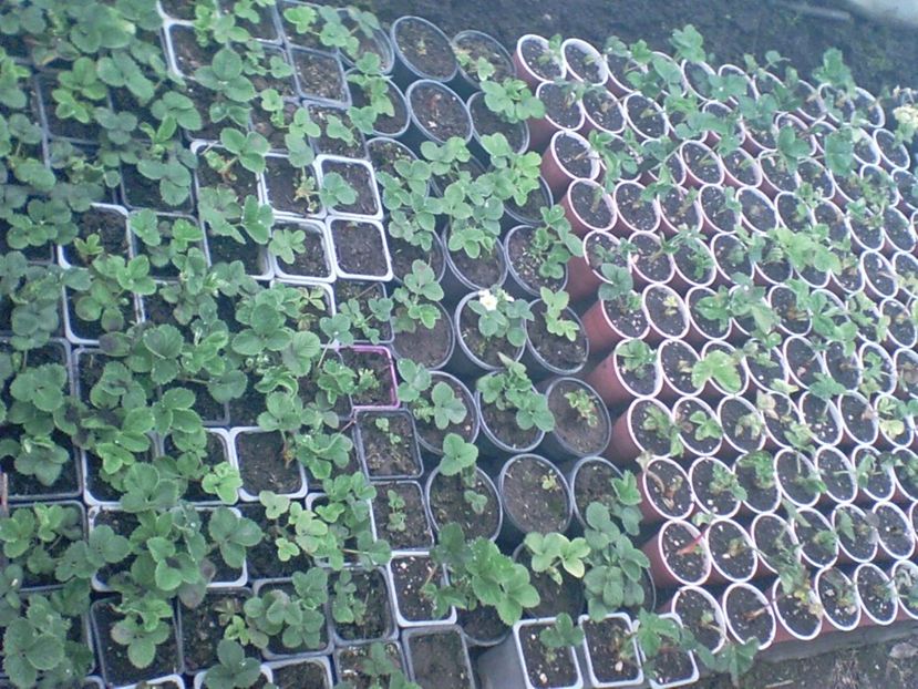 SUNP0003 - capsuni remontante