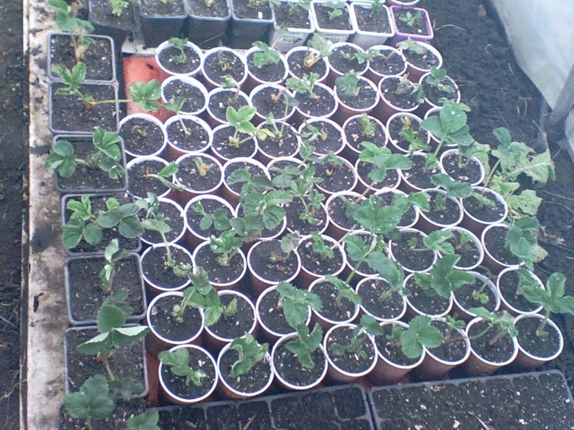 SUNP0004 - capsuni remontante