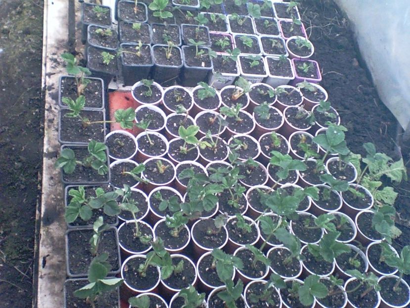 SUNP0005 - capsuni remontante