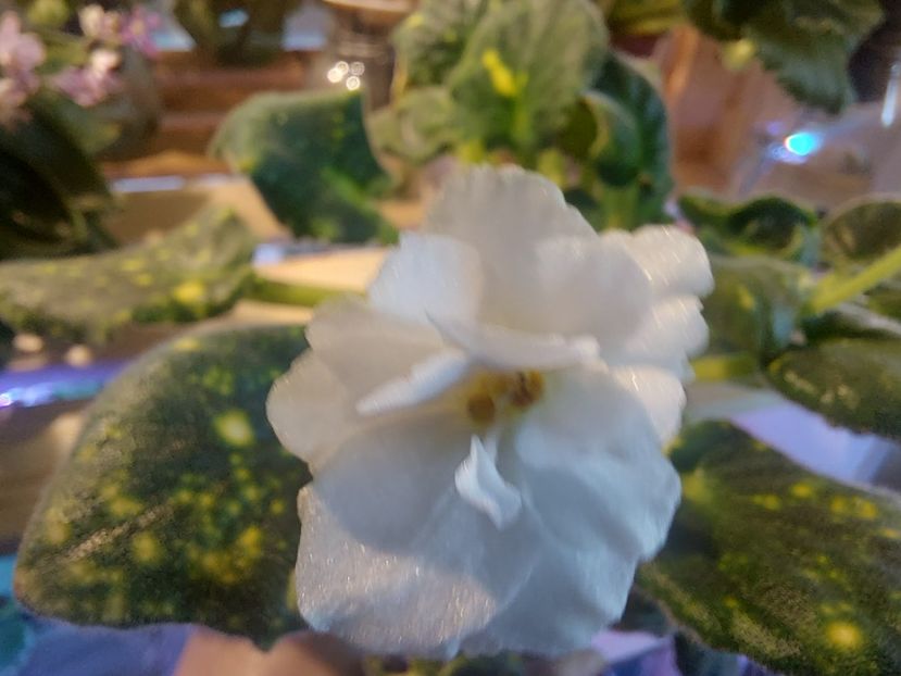  - Violeta ShN-Kosmitcheskaya Feya