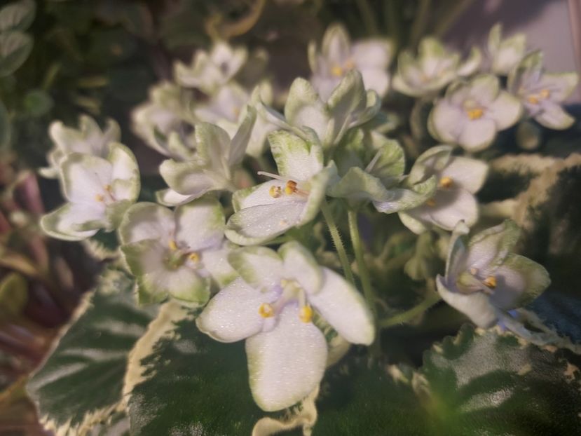  - Violeta Frozen in time